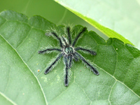 Aranha preta de pelos brancos