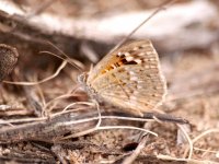 Aricoris middletoni