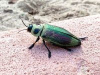 Baratão verde metálico