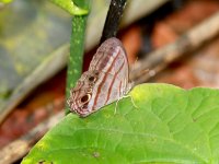Borboleta da mata