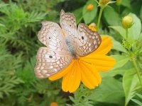 Borboleta visitando flor
