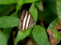 Borboleta zebrada