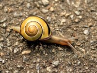 Cepaea hortensis