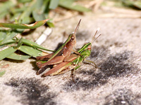 Orphulella punctata