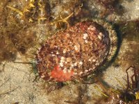 Haliotis tuberculata