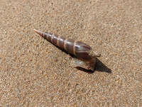 Hastula cinerea