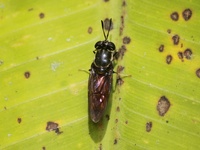 Hermetia ilucens