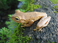 Boana crepitans