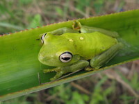 Perereca Boana albomarginata