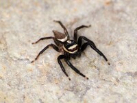 Black and white Jumping spider