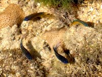 Juvenis de donzelinha