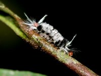 Lagarta Cruela