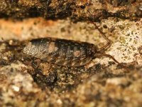 Ligia oceanica