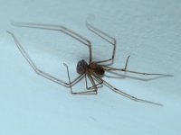 Mamãe aranha