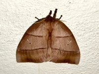 Mariposa marrom fêmea