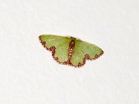 Mariposa verde esmeralda