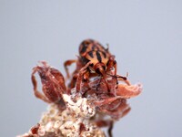 Metamasius hemipterus
