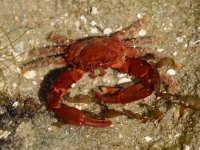 Mithrax hispidus