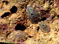 Moluscos fissurelídeos