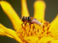 Mosca abelha Palpada vinetorum