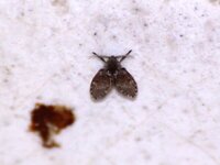 Mosca de banheiro