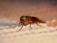 Mosca mutuca do olhão