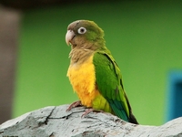Periquito da Caatinga