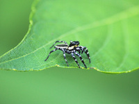 Salticidae Phiale tristis