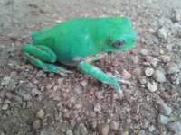 Pithecopus gonzagai