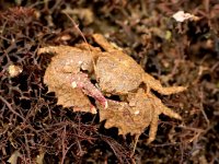 Porcellana platycheles