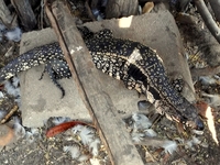 Salvator meriannae