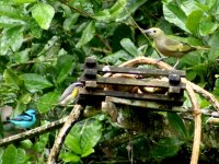 Three little birds