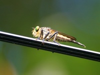 Amblyonychus fly