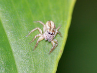Aranha-saltadora