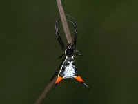 Aranha de espinho