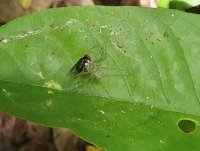 Aranha predando mosca