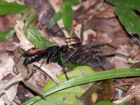 Marimbondo caçador