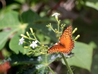Euptoeita hegesia meridiania