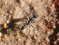 Neoponera apicalis