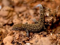 Gymnodactylus geckoides