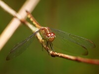 Foto de libélula pousada em um galho