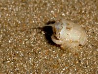 Lepidopa richmondi