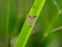 Mariposinha do gramado