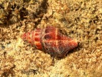 Leucozonia nassa