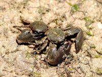 Petrolisthes armatus