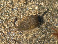 Tritia reticulata