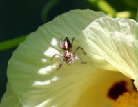 Aranha saltadeira