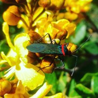 Hemiptera com listra vermelha perto da cabeça