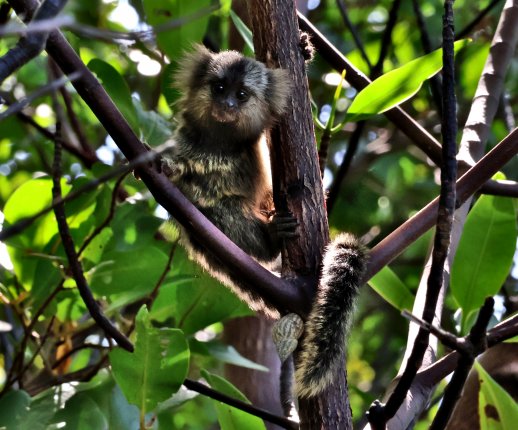 Filhote de Sagui do Nordeste