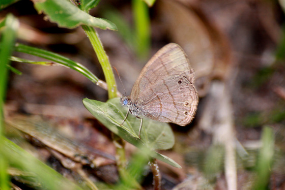 Hermeuptychia